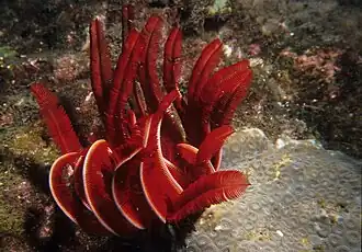 Himerometra robustipinna