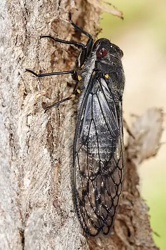 Description de cette image, également commentée ci-après
