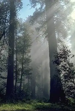 Le tronc vertical orthotrope de Sequoia sempervirens peut dépasser 100 m de haut.  En revanche, ses branches plagiotropes plongent en direction du sol.