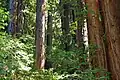 Forêt de sequoias dans la réserve