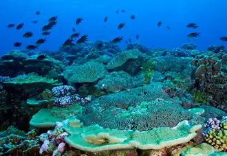 Assemblage corallien sur l'atoll de Palmyra, avec plusieurs espèces de Porites.