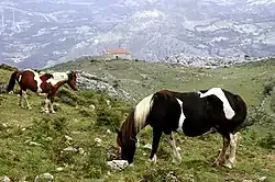 Chevaux et chapelle au sommet du mont Monsacro.