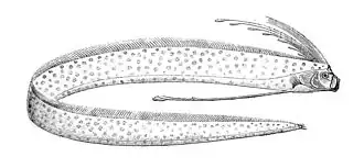 Description de l'image Regalecus glesne.jpg.