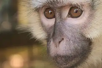 Singe.