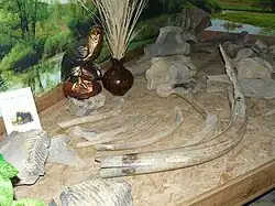 dents et défenses de mammouth.