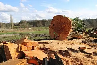 Tilleuls d'exception.