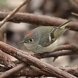 Un oiseau est posé sur une branche. On remarque une strie rouge sur sa tête.
