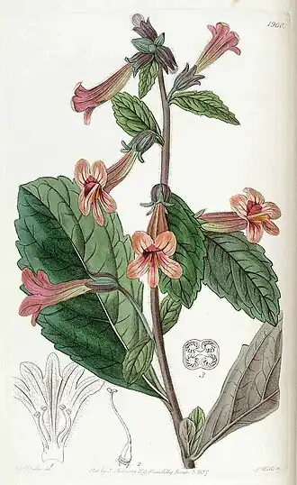 Description de cette image, également commentée ci-après