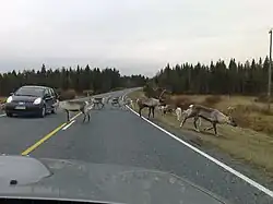 Rennes traversant la nationale 5 entre Ruka et Kuusamo.