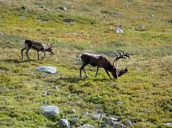Des rennes dans le parc national d'Abisko