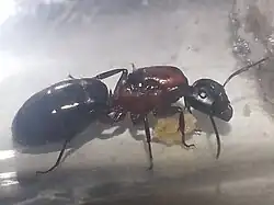  Reine Camponotus novaeboracensis