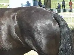 Croupe et attache des reins, vue de profil