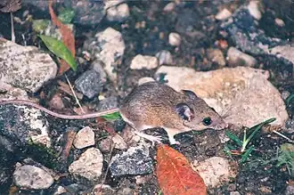 Description de l'image Reithrodontomys fulvescens tropicalis 347248.jpg.