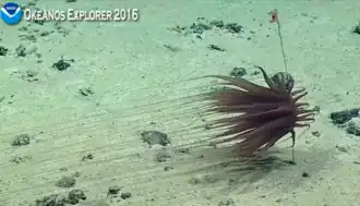 Relicanthus daphneae, une espèce abyssale isolée, peut-être apparentée aux anémones.