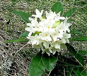 Description de l'image Remenik.jpg.