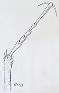 Dessin du tarse antérieur droit d'un spécimen mâle.