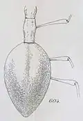 L. Grouvellei