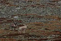 Deux rennes sur un terrain rocheux.