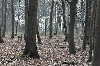 Rencontre avec des chevreuils au bois des huit-rues.