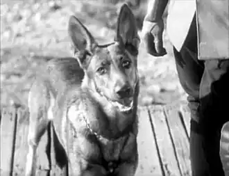Lightning dans Renfrew of the Royal Mounted