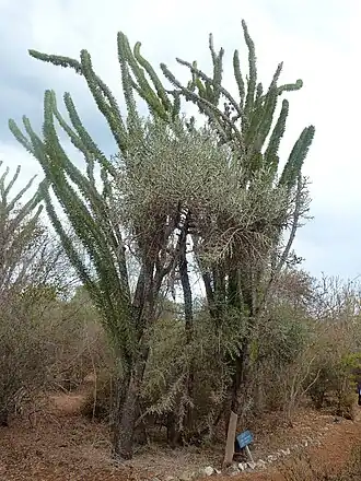 Description de cette image, également commentée ci-après