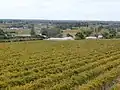 Le vignoble