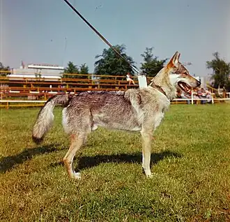 Chien-loup de Tchécoslovaquie.