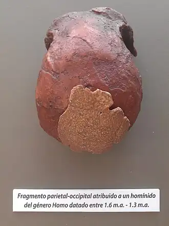 Réplique du crâne VM-0 daté d'1,6 à 1,3&nbsp;Ma