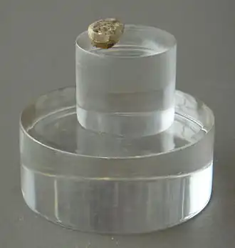 Réplique de la dent de lait BL02-J54-100 de l'enfant d'Orce d'environ 1,4&nbsp;Ma