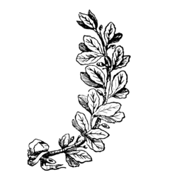 Représentation d'une branche de chêne à dextre du blason.