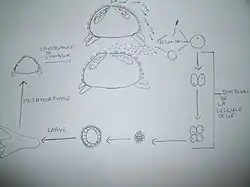 schéma de la reproduction des oursins tortues