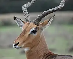 Impala mâle.