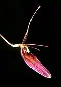 Restrepia brachypus