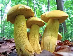 Retiboletus ornatipes