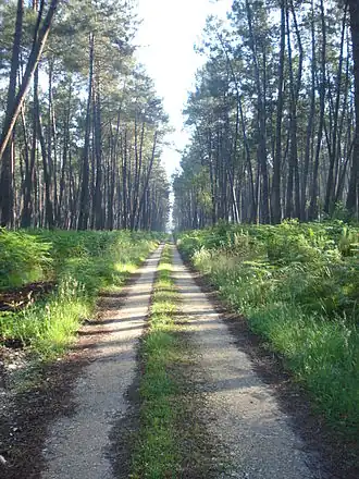 Image illustrative de l’article Grande-Lande