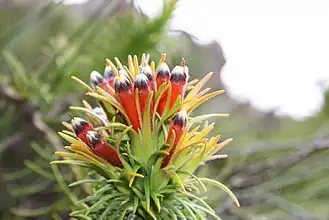 Description de l'image Retzia capensis (heuningblom) (5297560768).jpg.