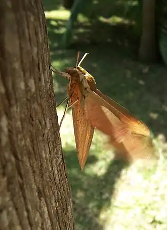 Description de l'image Reunion hawkmoth2.JPG.