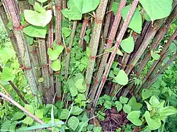 Photographie en couleur de tiges vert pointillé de rouge, portant des feuilles triangulaires arrondies vert tendre.