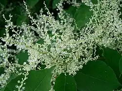 Photographie en couleur d'une panicule de petites fleurs blanches avec des anthères exsertes et de minuscules tépales.