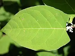 Feuille de R. japonica.