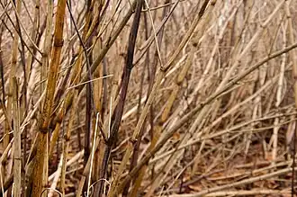 Photographie en couleurs des tiges de Renouée du Japon desséchées et dépourvues de feuilles en hiver