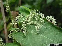 Inflorescence pendante de R. sachalinensis.