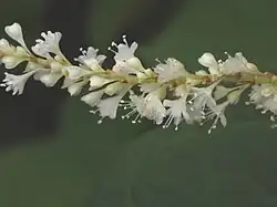 Base des fleurs verdâtres de R. sachalinensis.