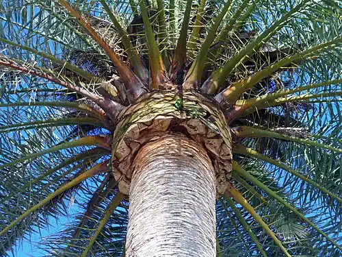 Élimination des débris de feuilles molles du tronc, comme l'un des moyens de lutter contre le charançon rouge du palmier