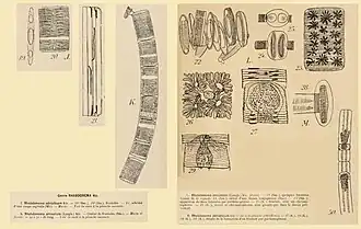 Description de l'image Rhabdonema sp. H. Coupin 1868.jpg.