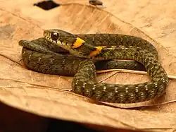 Description de l'image Rhabdophis himalayanus 46345247.jpg.