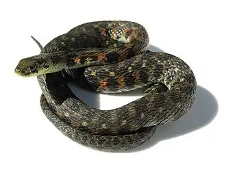 Description de l'image Rhabdophis tigrinus IMG 6559.retouch.JPG.