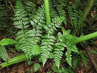 Description de l'image Rhachidosorus pulcher.jpg.