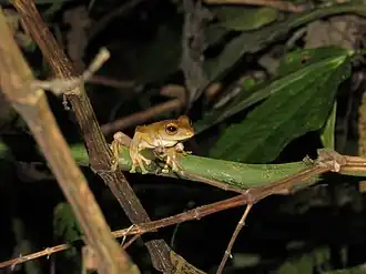 Description de l'image Rhacophorus margaritifer.jpg.