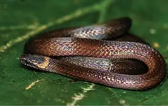 Description de l'image Rhadinella schistosa (10.3897-zookeys.1029.62205) Figure 4.jpg.